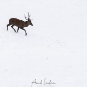 Cerf élaphe