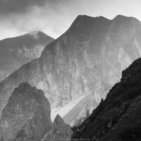 Bouquetin des Alpes