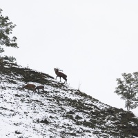 Cerf élaphe