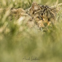 Chat forestier