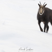 Chamois