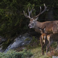 Cerf élaphe