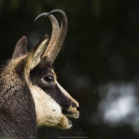 Chamois