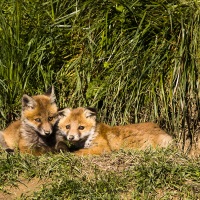 Renard roux