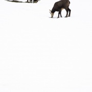 Chamois