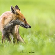 Renard roux