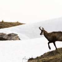 Chamois