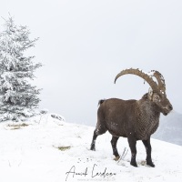 Bouquetin des Alpes