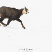 Chamois, vallée de Joux
