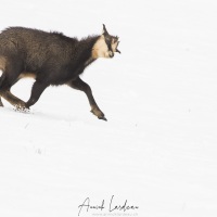 Chamois, vallée de Joux