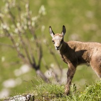 Chamois