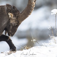 Bouquetin des Alpes