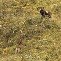 Mouflon