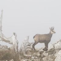 Chamois