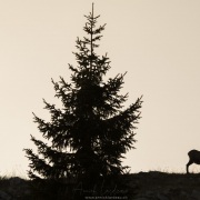 Chamois