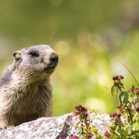 Marmotte