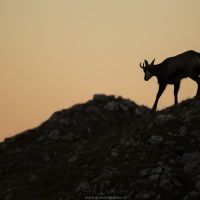 Chamois