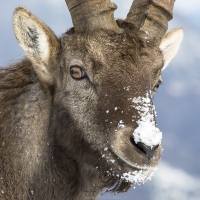 Bouquetin des Alpes