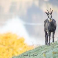 Chamois
