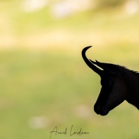 Chamois