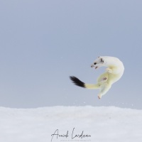 Hermine: joie de vivre