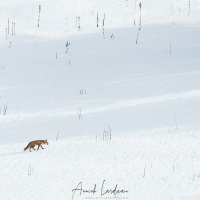 Renard roux