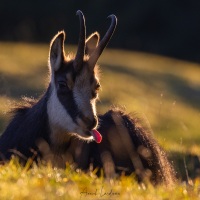 Chamois