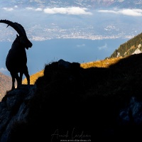 Bouquetin d'Europe