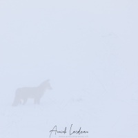 Renard roux