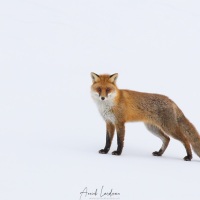 Renard roux