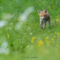 Renard roux