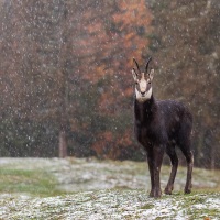 Chamois sous les premiers flocons