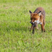 Renard roux