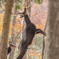 Chamois: gourmandise