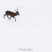Cerf élaphe