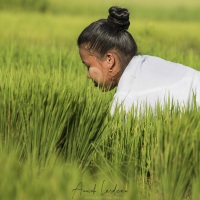 Travail dans la rizière