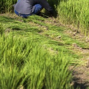 Travail dans la rizière