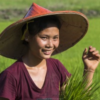 Travail dans la rizière