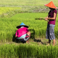 Travail dans la rizière
