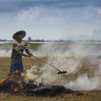 Elimination des mauvaises herbes