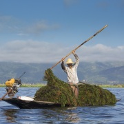 Lac Inle: récolte d'algues, base des jardins flottants