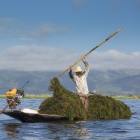 Lac Inle: récolte d'algues, base des jardins flottants