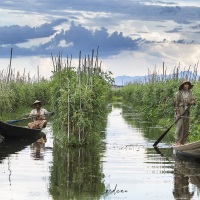 Lac Inle: jardins flottants