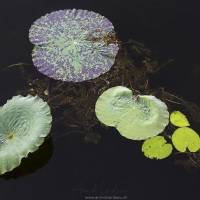 Lac Inle: Nénuphars recouverts de rosée