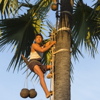 Pose de récipient sur le cocotier pour récupérer la sève sucrée