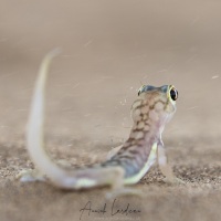 Geko palmé de Namibie