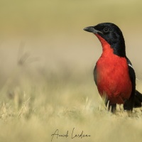 Gonolek rouge et noir