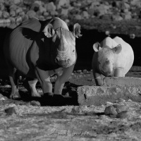Rhinocéros noir: femelle et son jeune
