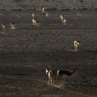 springbok venant s'abreuver