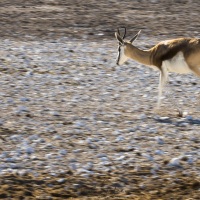 springbok